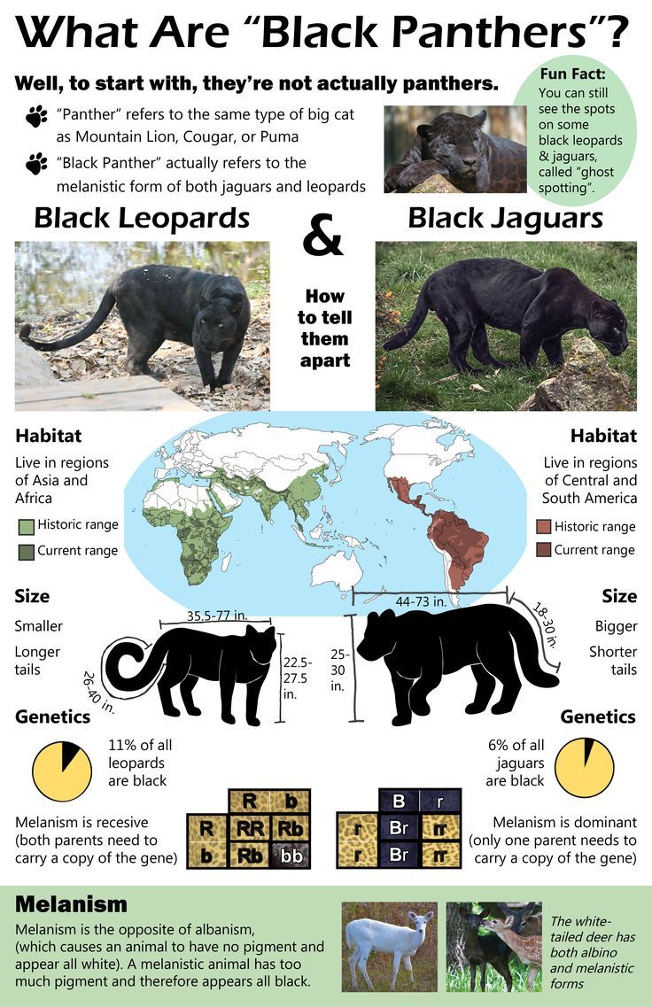 Illustrative image for panther animal characteristics