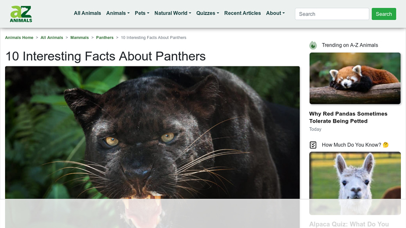 10 Interesting Facts About Panthers - A-Z Animals