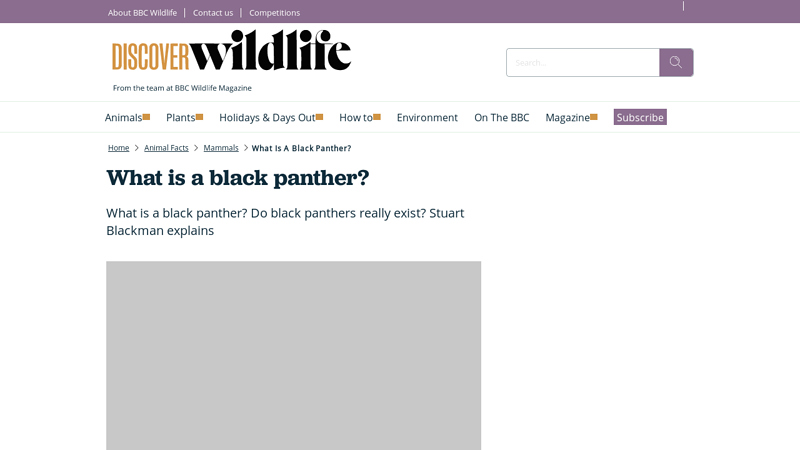 What is a black panther? | Discover Wildlife