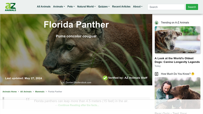 Florida Panther Animal Facts - Puma concolor couguar