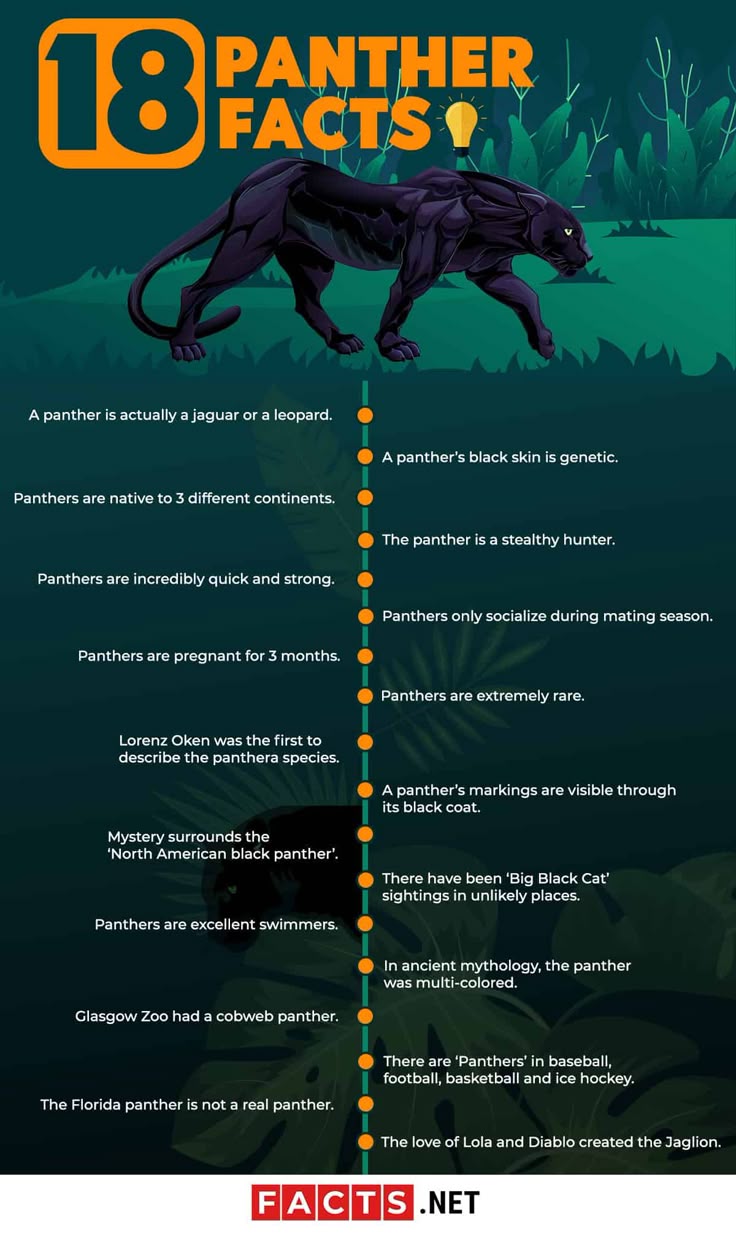 Illustrative image for panther scientific name