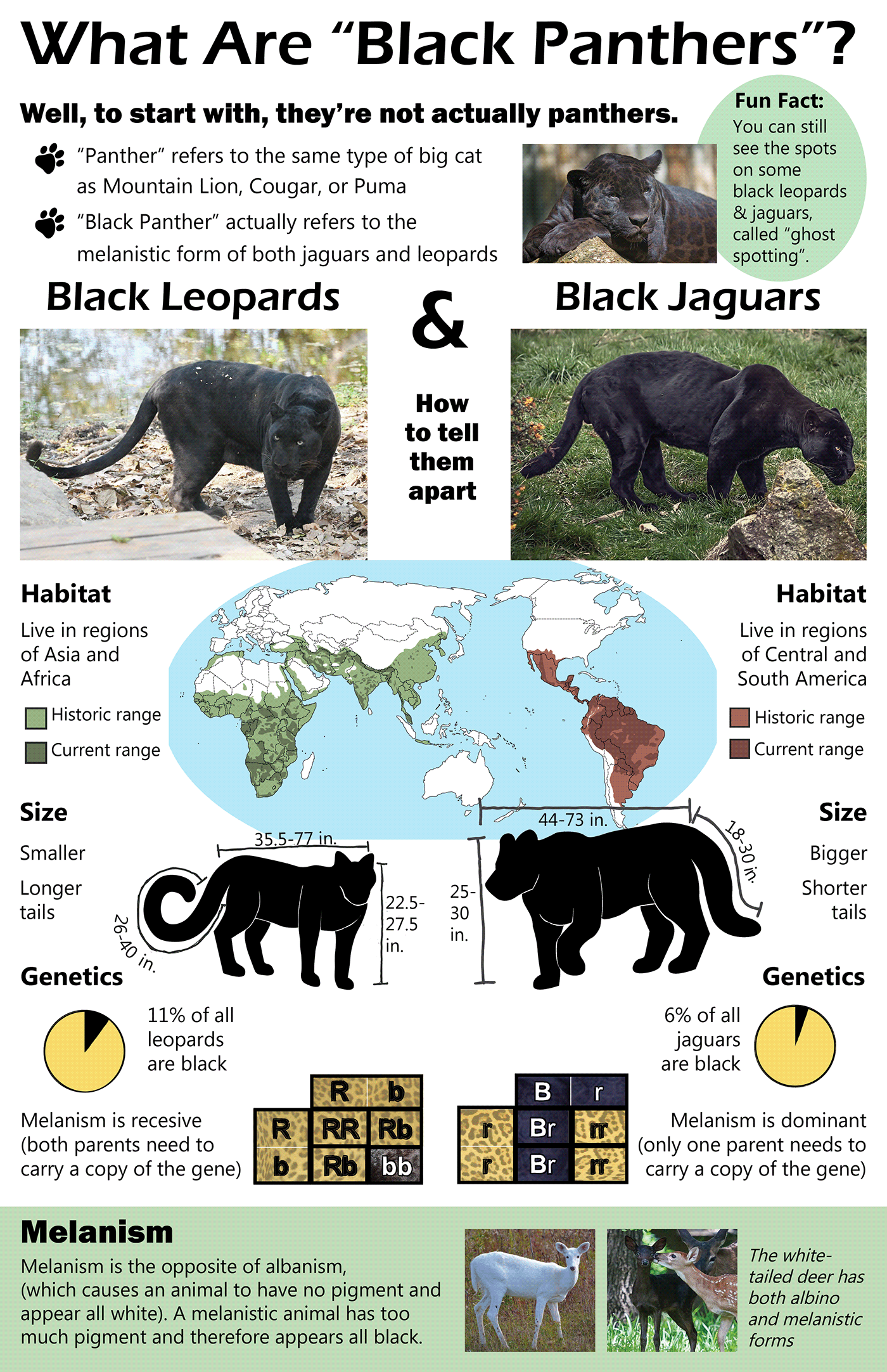 Illustrative image for panther scientific name