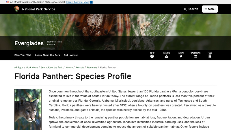 Florida Panther: Species Profile - Everglades National Park (U.S. ...