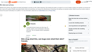 Cicada Exuvia - Nature's Remarkable Molting Process