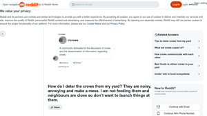 Reddit - Life Size Deceased Crow Models