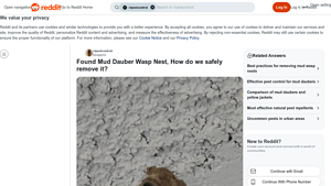 Reddit - Mud Dauber Wasp Nest Removal