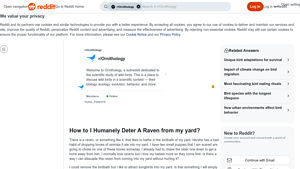 Raven Deterrence - Humane Solutions