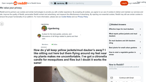 Reddit - Citronella Candle for Mosquitoes and Flies