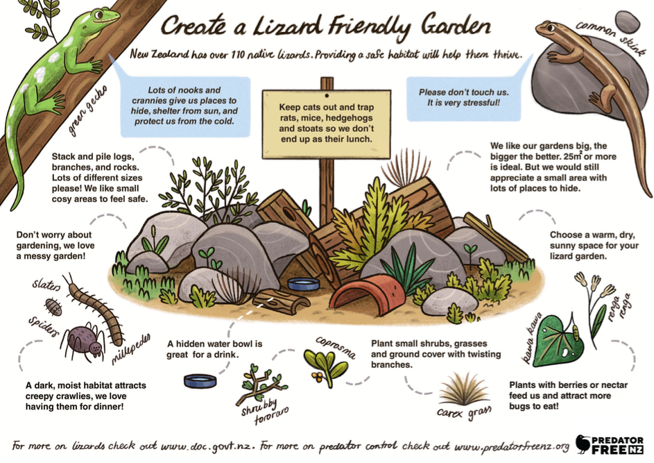 Illustrative image for remove lizards from yard