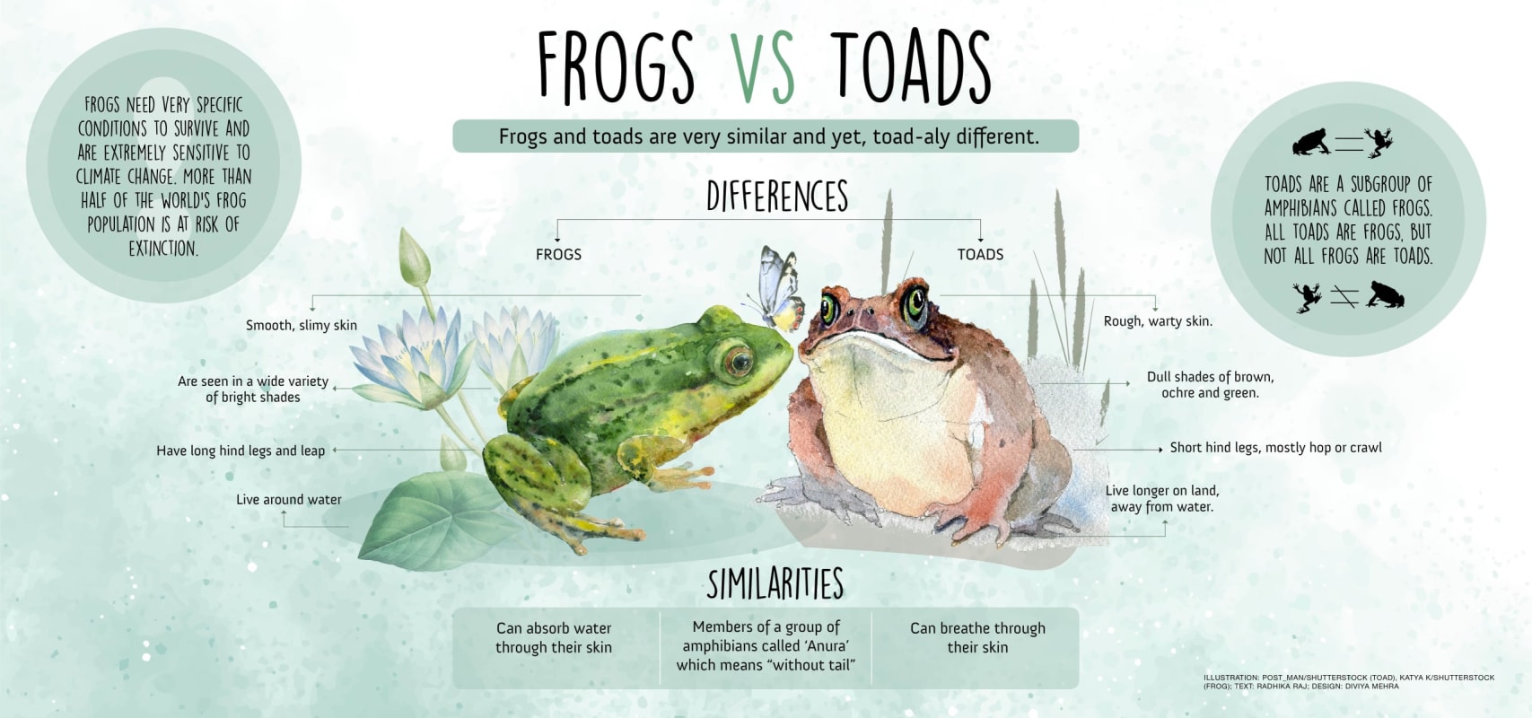 Illustrative image for repel frogs and toads