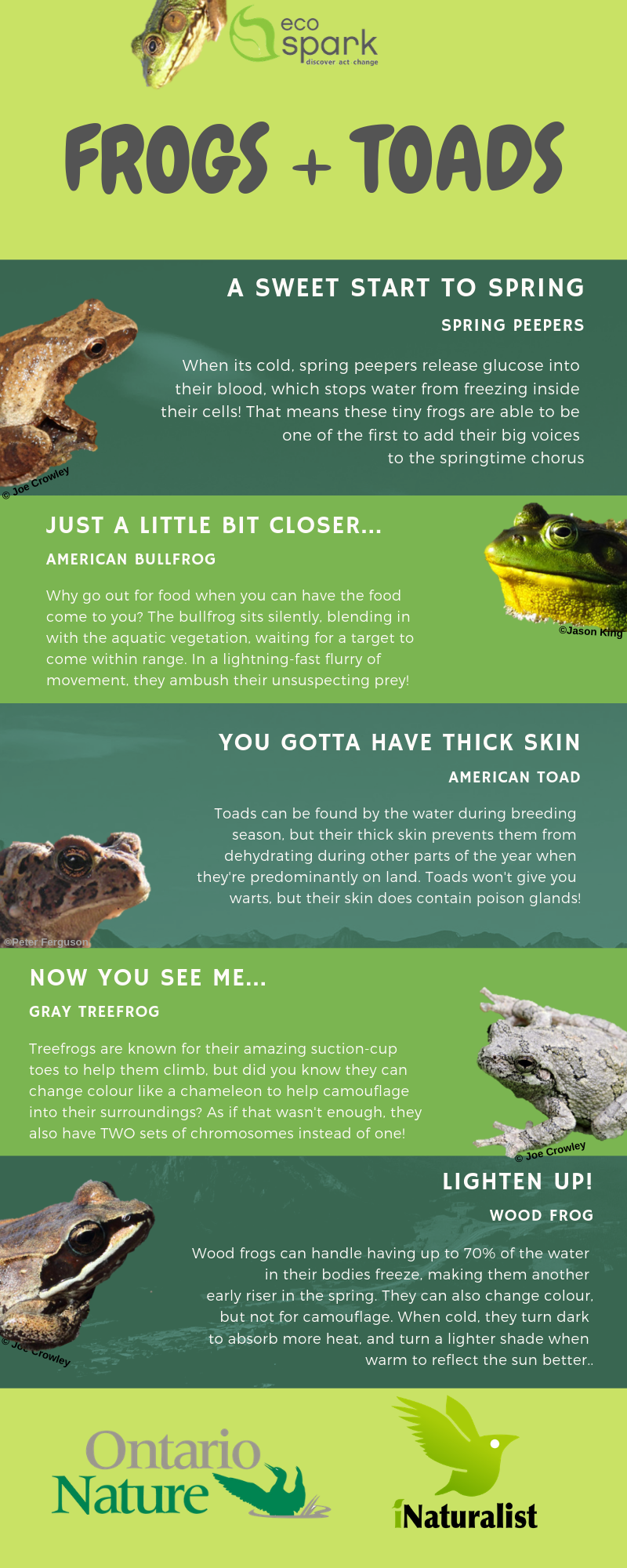 Illustrative image for repel frogs and toads