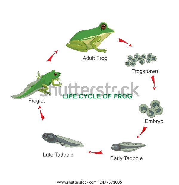 Illustrative image for repels frogs