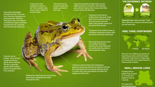 Illustrative image for rid of frogs