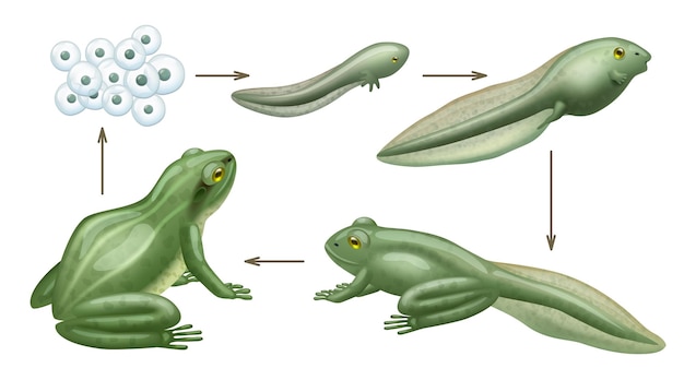 Illustrative image for rid of frogs