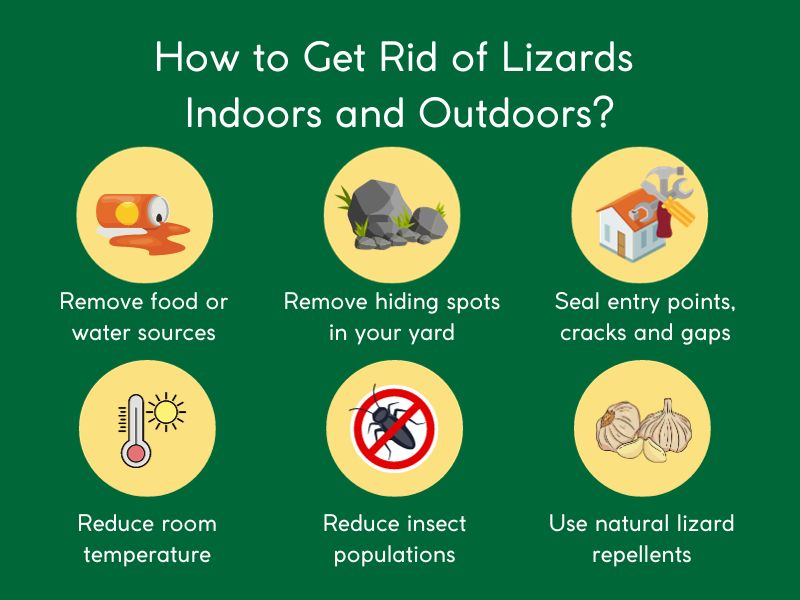 Illustrative image for rid yard of lizards