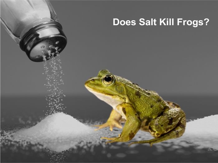 Illustrative image for salt kill frogs