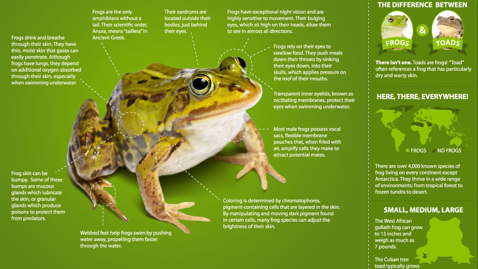 Illustrative image for salt kill frogs