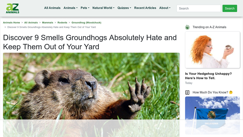 Discover 9 Smells Groundhogs Absolutely Hate and Keep Them Out ...