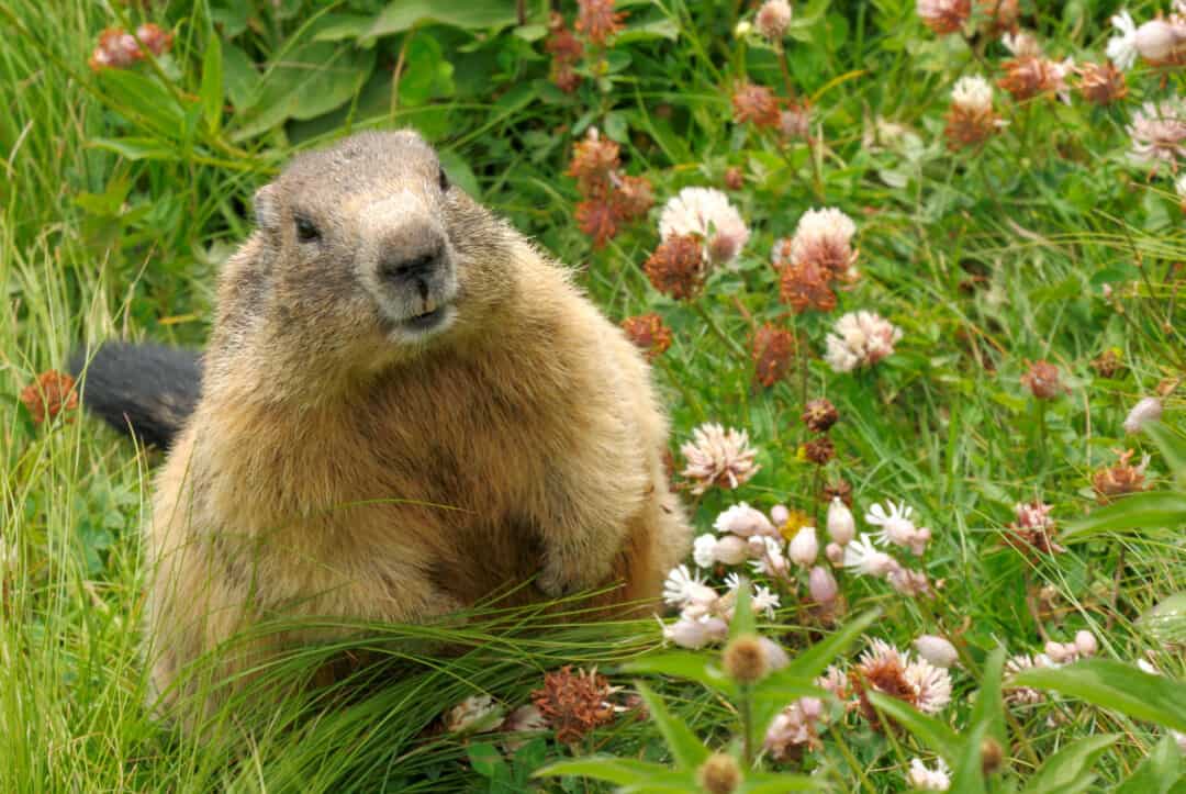 Illustrative image for scents do groundhogs hate