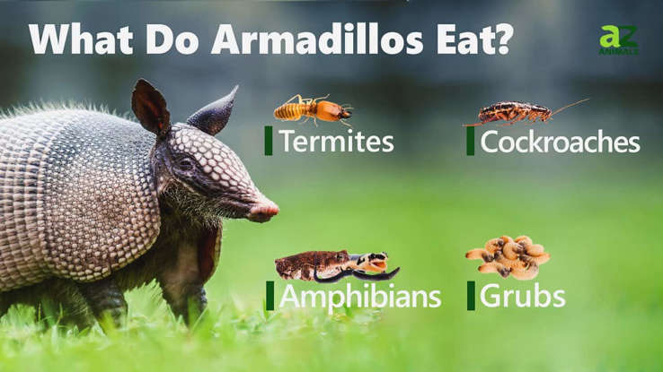 Illustrative image for smells do armadillos hate
