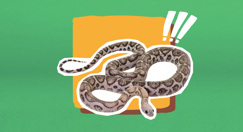 Illustrative image for snake away harmful to dogs