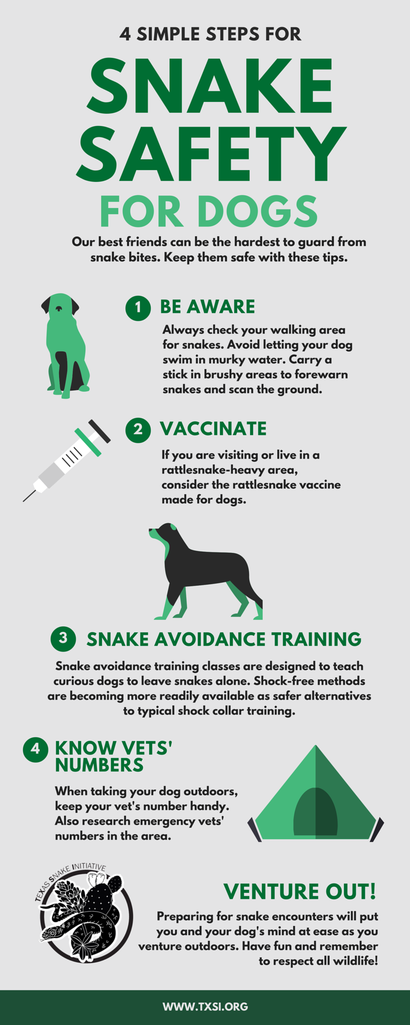 Illustrative image for snake away harmful to dogs