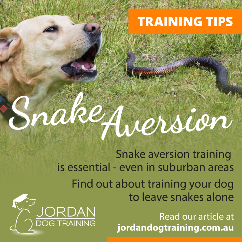 Illustrative image for snake away safe for dogs