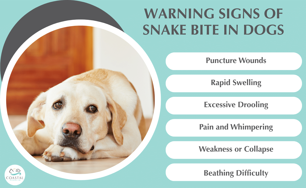 Illustrative image for snake b gon safe for dogs