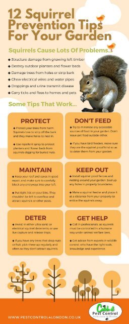 Illustrative image for sonic pest control squirrels