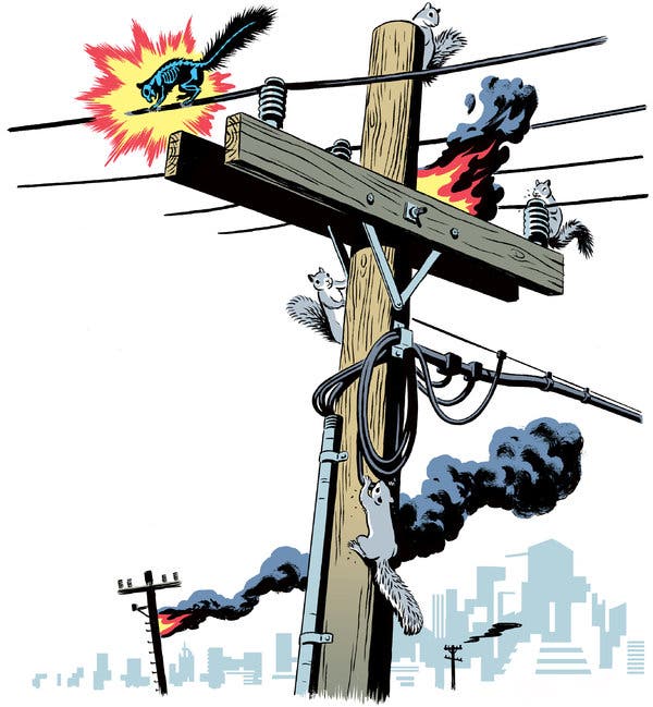 Illustrative image for squirrel deterrent electronic