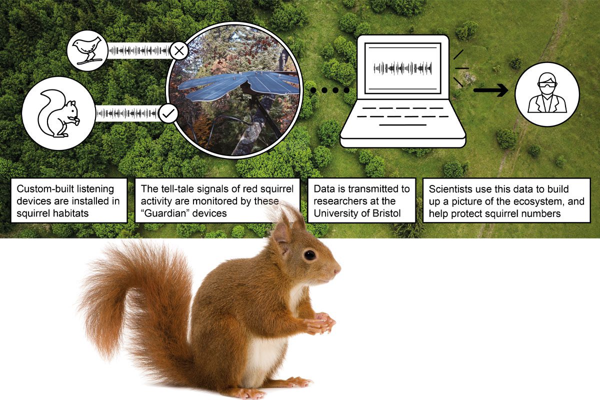 Illustrative image for squirrel ultrasonic