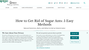 The Spruce - Sugar Ant Control Solutions