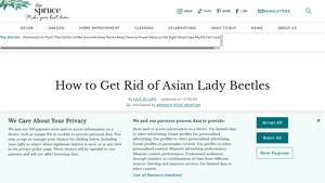 The Spruce - Asian Lady Beetle Control