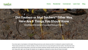 Thrive Pest Control - Mud Dauber Management