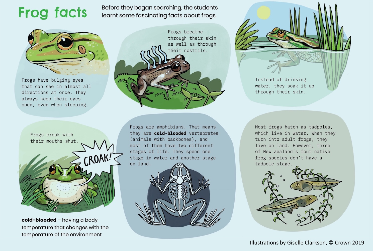 Illustrative image for to use to get rid of frogs