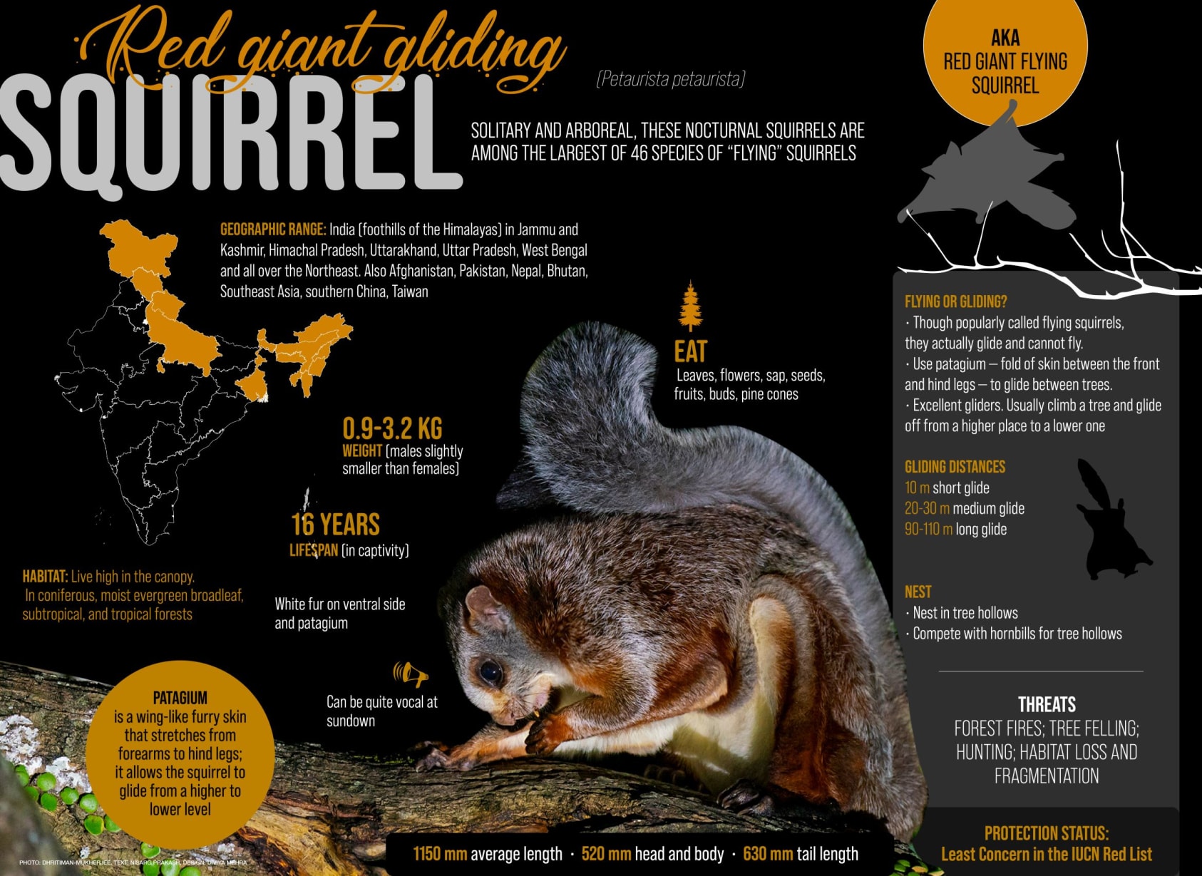 Illustrative image for ultrasonic squirrel