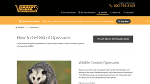 Varment Guard - Humane Opossum Trapping & Removal
