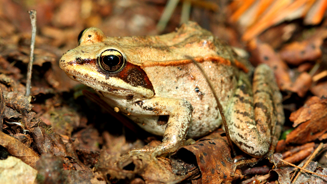 Illustrative image for vinegar frog repellent