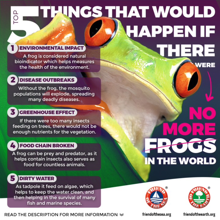 Illustrative image for vinegar frog repellent