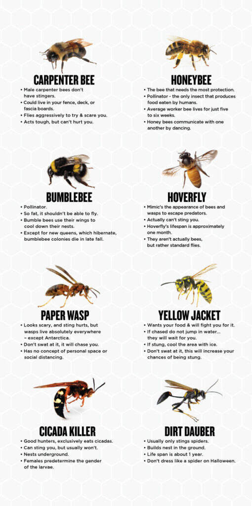 Illustrative image for ward off bees and wasps