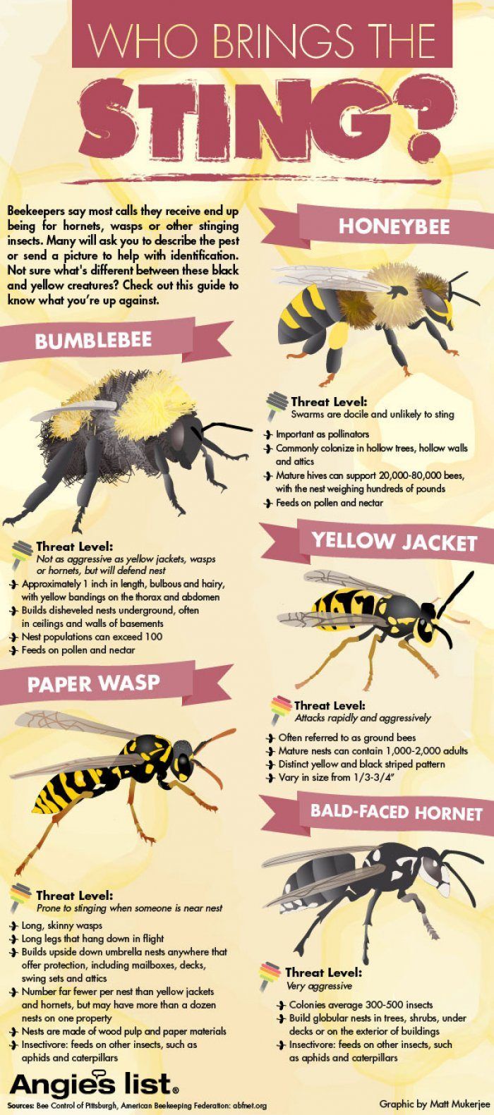 Illustrative image for Wasps repeller