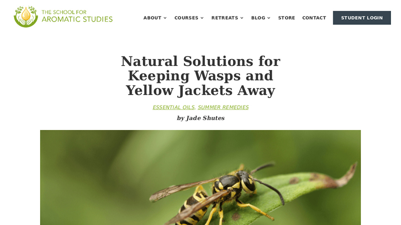 Natural Solutions for Keeping Wasps and Yellow Jackets Away