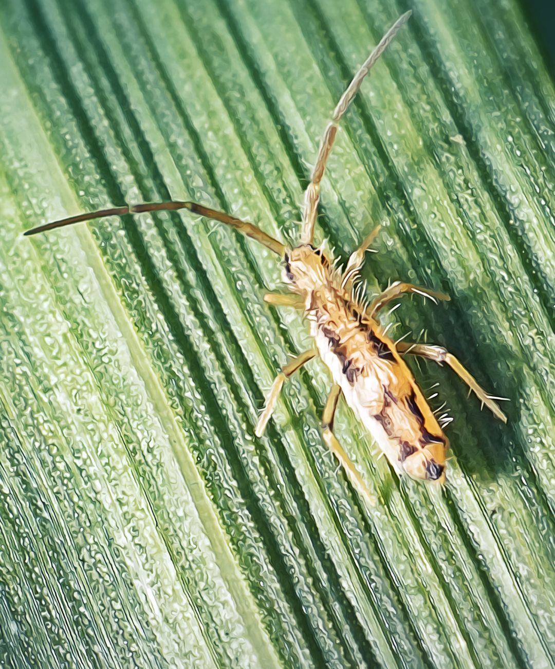Illustrative image for will diatomaceous earth kill springtails