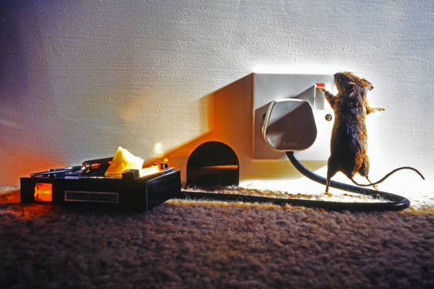 Illustrative image for zapper traps for mice