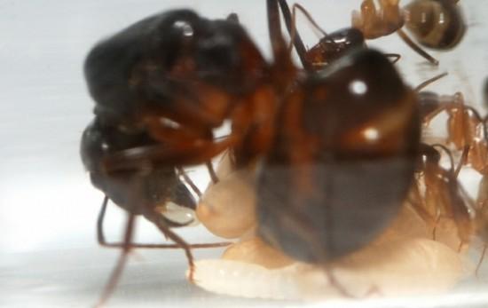 How to Solve Ant Problems