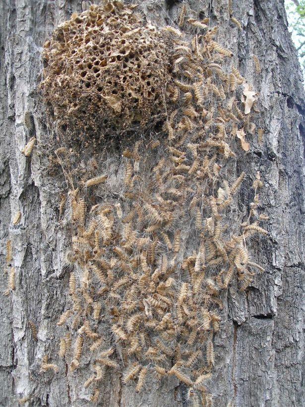 How to Solve Caterpillar Problems
