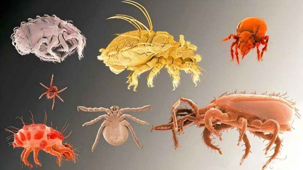 How to Get Rid of Dust Mites