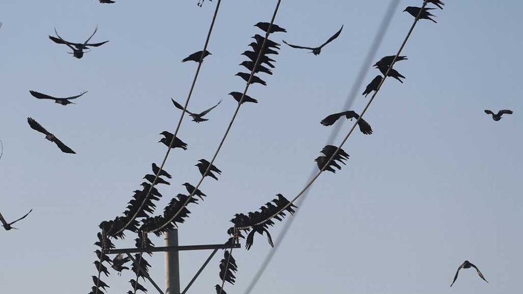 The Hidden Threat of Birds