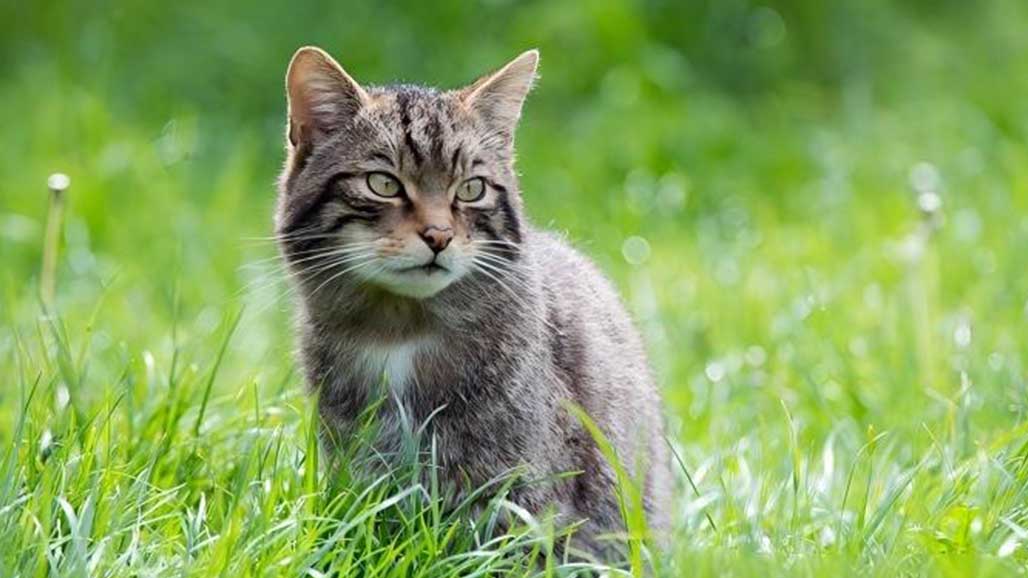 How to Effectively Deter Cats?