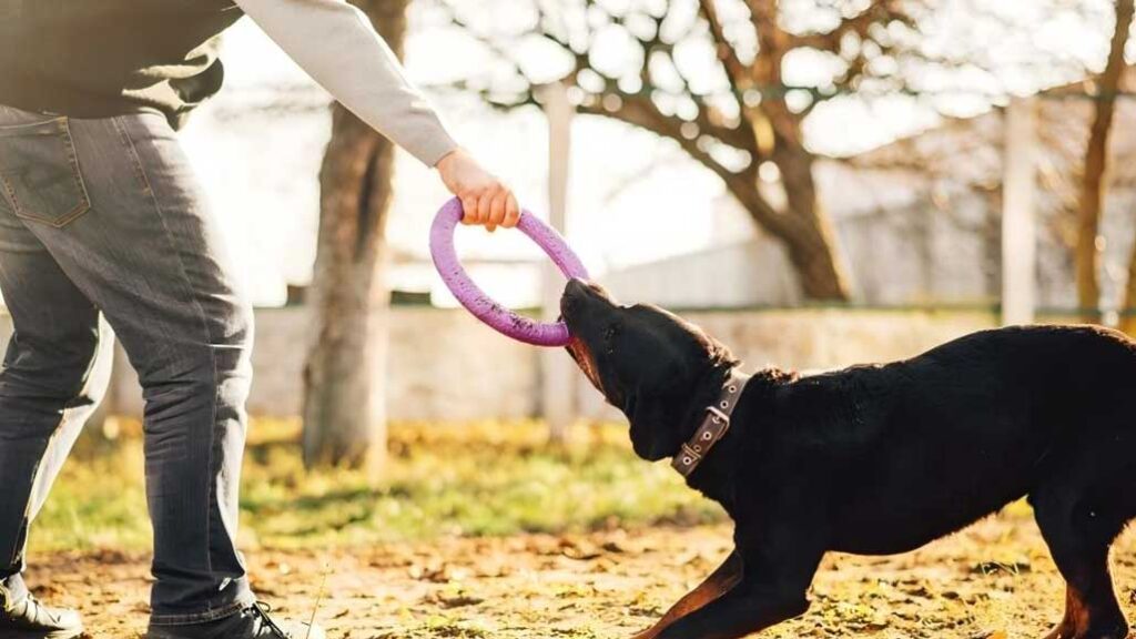 How to scientifically train your pet dog?